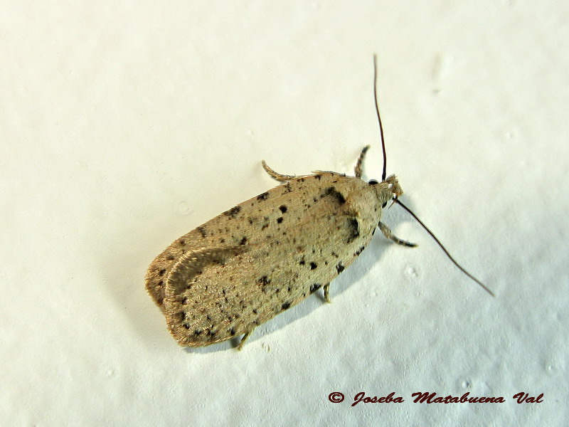 Agonopterix yeatiana - Elachistidae ? No, Agonopterix adspersella